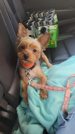 Pet Groomer «The Fetch House», reviews and photos, 130 W Washington St, Madison, GA 30650, USA