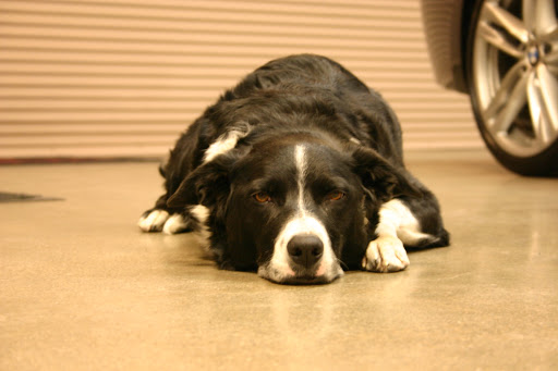 Used Car Dealer «Diablo Motors», reviews and photos, 2067 San Ramon Valley Blvd, San Ramon, CA 94583, USA