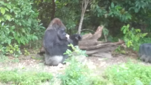 Nature Preserve «Harden Hammock Preserve», reviews and photos, SW 108th Ave, Miami, FL 33170, USA