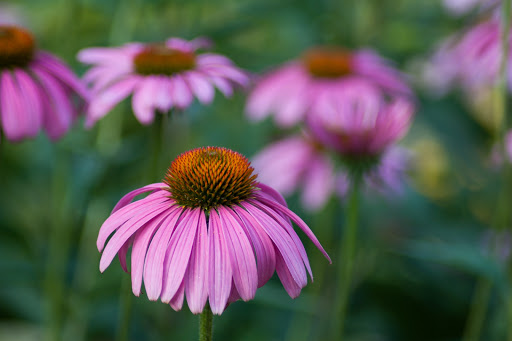 KeleMarie Lyons Acupuncture & Herbal Medicine