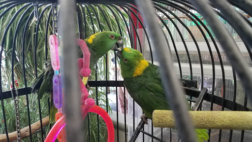 Pet Store «Pettin Place», reviews and photos, 1121 S Wells Ave, Reno, NV 89502, USA