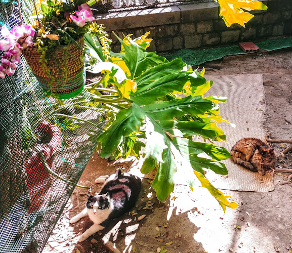 El Jardinet dels Gats