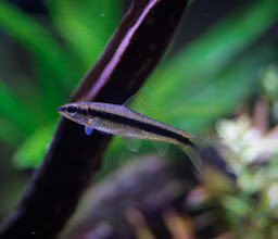 ACUARIO PEQUEÑO MAR photo