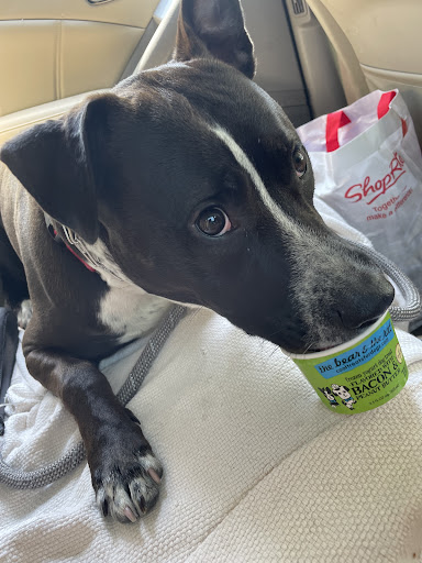 Pet Groomer «Animal House», reviews and photos, 705 Asbury Ave, Ocean City, NJ 08226, USA