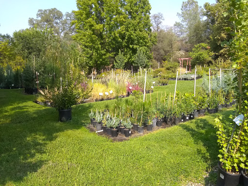 Florist «Bald Mountain Nursery», reviews and photos, 6195 Bald Mountain Rd, Browns Valley, CA 95918, USA