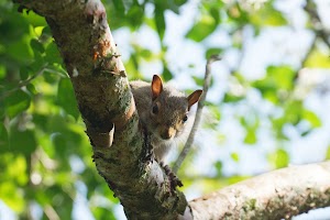 Castellow Hammock Preserve & Nature Center - photo 40