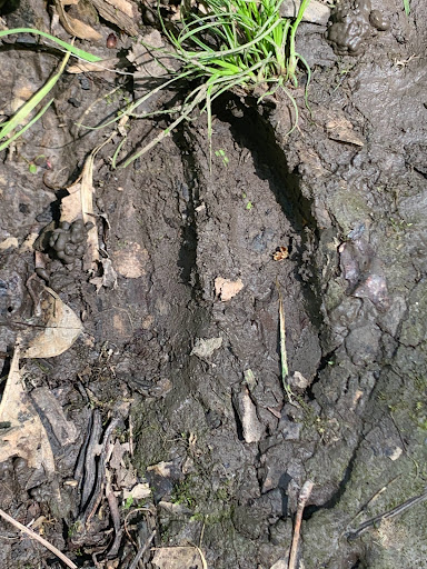 Park «Martha Lafite Thompson Nature Sanctuary», reviews and photos, 407 N La Frenz Rd, Liberty, MO 64068, USA