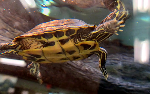 Pet Supply Store «Petco Animal Supplies», reviews and photos, 9480 W Northern Ave, Glendale, AZ 85305, USA