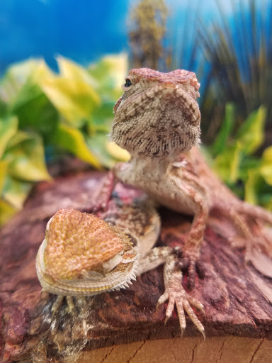 Pet Supply Store «Petland Discounts - Greenpoint», reviews and photos, 846 Manhattan Ave, Brooklyn, NY 11222, USA