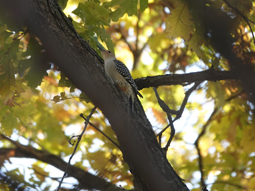 Cummins Woods, 4800 Kingman Blvd, Des Moines, IA 50311