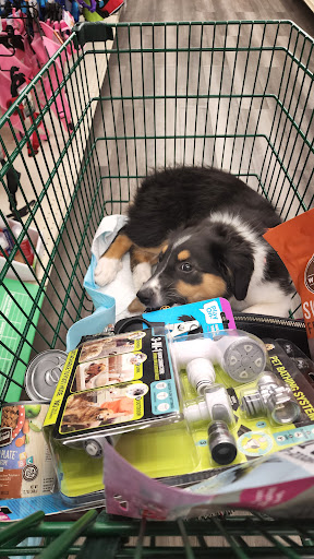 Pet Supply Store «Pet Supplies Plus», reviews and photos, 283 Middle Turnpike W, Manchester, CT 06040, USA