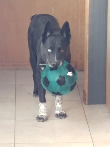 Pet Supply Store «Pet Food Express», reviews and photos, 912 Diablo Ave, Novato, CA 94947, USA