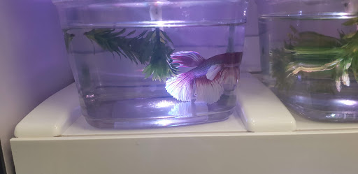 Pet Supply Store «Pet Supermarket», reviews and photos, 4690 W Irlo Bronson Memorial Hwy, Kissimmee, FL 34746, USA