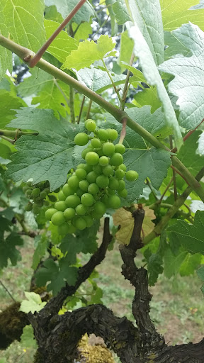 Winery «English Estate Winery», reviews and photos, 17806 SE 1st St, Vancouver, WA 98684, USA