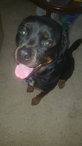 Pet Supply Store «Petco Animal Supplies», reviews and photos, 313 Homer M Adams Pkwy, Alton, IL 62002, USA