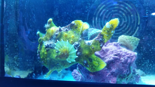 Tropical Fish Store «Barrier Reef Aquariums», reviews and photos, 1717 NE 44th St # A, Renton, WA 98056, USA