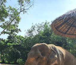 Samui Elephant Sanctuary photo