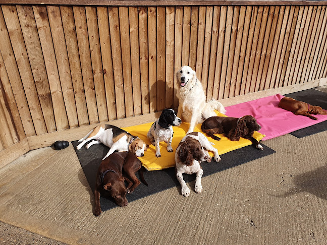 Reviews of Scoobys Doggy Day Care, Swim Centre & Dog Wash in Northampton - Dog trainer