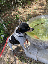 Conroe Pet Sitting - Photo 6 - Car repair in , The Woodlands