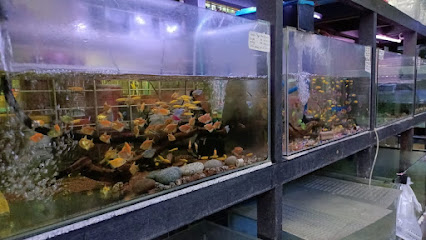 Senu Aquarium Trading
