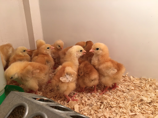 Animal Feed Store «Wardle Feed and Pet Supply», reviews and photos, 7610 3 Acre Ln, Wheat Ridge, CO 80033, USA