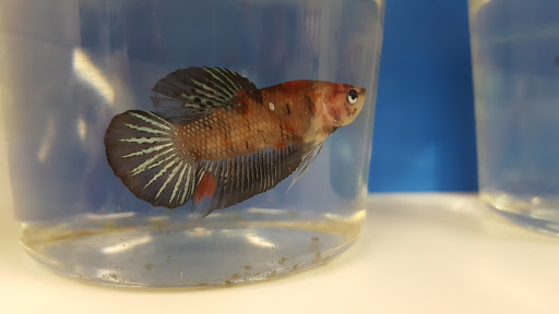 Pet Supply Store «Petco Animal Supplies», reviews and photos, 475 S Wadsworth Blvd, Lakewood, CO 80226, USA