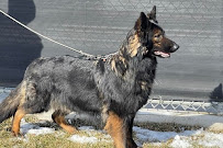 North Shore K-9 Services at Von Miller Kennels - Photo 4 - Car repair in Mundelein, IL, Round Lake Beach