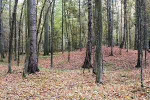 Rezerwat przyrody Szczekotowo image