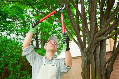 Affordable Tree Service & Lot Clearing