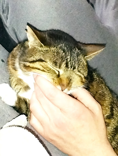 Tierarztpraxis Antonius Brink (vorher Ringenberg&Brink) unter Rheine, Nordrhein-Westfalen