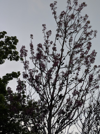 Park «Frisco Central Park», reviews and photos, 3155 Parkwood Blvd, Frisco, TX 75034, USA