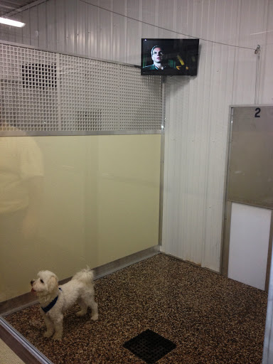 Canine Kennels of Clarence image 2