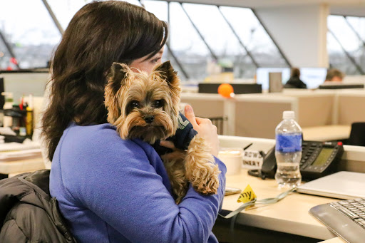 Insurance Company «Trupanion, medical insurance for cats and dogs», reviews and photos