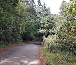 Desierto de los Leones photo
