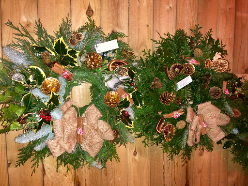 Bawtry Forest Christmas Trees