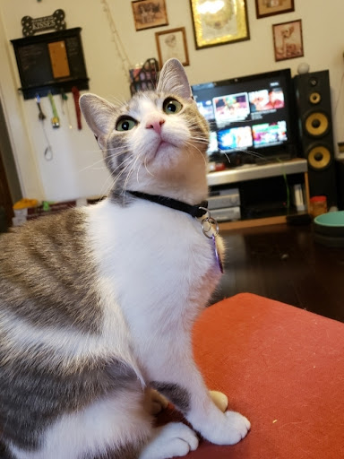 Thrift Store «Alpine Humane Society Thrift Store», reviews and photos, 706 N 5th St, Alpine, TX 79830, USA