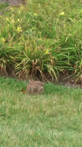 Supermarket «ALDI», reviews and photos, 375 W Higgins Rd, Hoffman Estates, IL 60169, USA