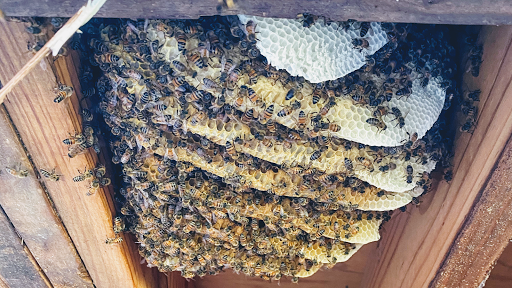 Home and Hive (Bee Removal)
