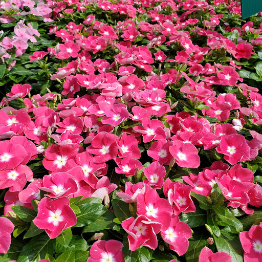 Plant Nursery «HOUSTON PLANTS & GARDEN WORLD», reviews and photos, 16726 North Fwy, Houston, TX 77090, USA