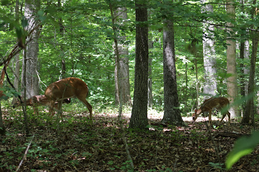 Nature Preserve «Piedmont Environmental Center», reviews and photos, 1220 Penny Rd, High Point, NC 27265, USA