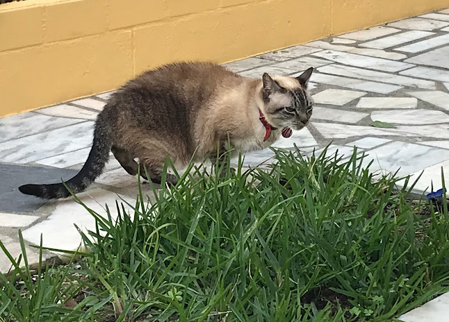 Avaliações doPiléu Casa e Campo Lda em Odivelas - Veterinário