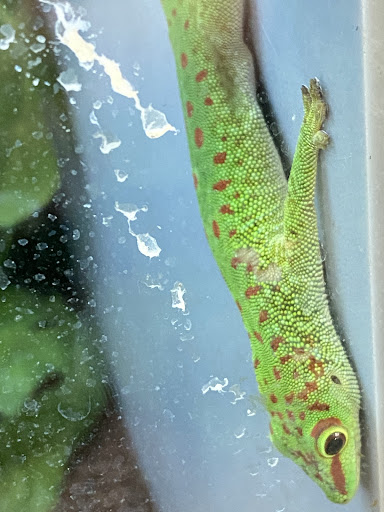 Pet Supply Store «Petco Animal Supplies», reviews and photos, 2765 Santa Rosa Ave, Santa Rosa, CA 95407, USA