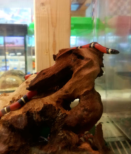 Pet Supply Store «Pet World», reviews and photos, 6527 Centralia Rd, Chesterfield, VA 23832, USA