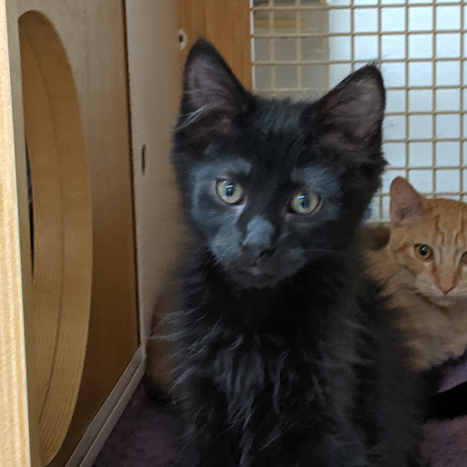 Pet Supply Store «Petco Animal Supplies», reviews and photos, 3284 Jefferson St, Napa, CA 94558, USA