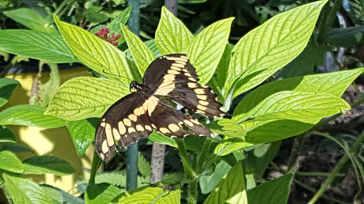 Tourist Attraction «IMAG History & Science Center (formerly Imaginarium Science Center)», reviews and photos, 2000 Cranford Ave, Fort Myers, FL 33916, USA
