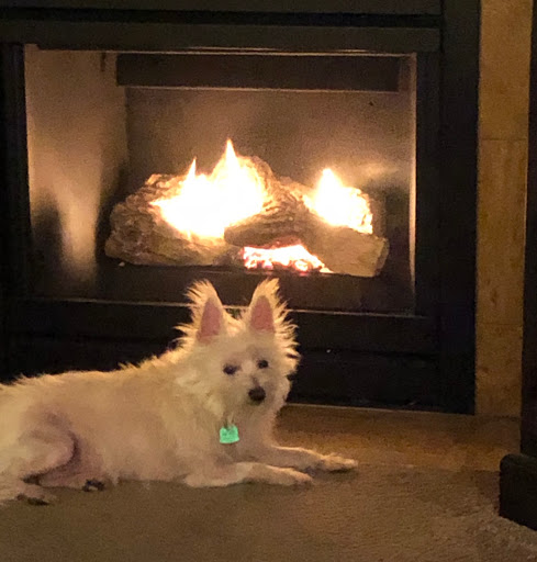 Pet Store «Alley Cat Pet Center», reviews and photos, 8700 NE Vancouver Mall Dr, Vancouver, WA 98662, USA