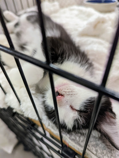 Pet Supply Store «Pet Food Express», reviews and photos, 5148 Stevens Creek Blvd, San Jose, CA 95129, USA