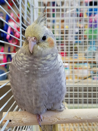 Pet Supply Store «Pet World», reviews and photos, 6527 Centralia Rd, Chesterfield, VA 23832, USA