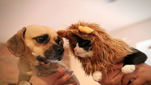 525 State St, Orem, UT 84058, USA