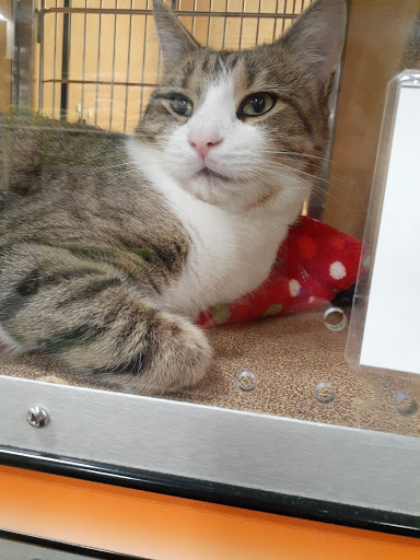 Pet Supply Store «PetSmart», reviews and photos, 1183 Berkshire Blvd, Wyomissing, PA 19610, USA